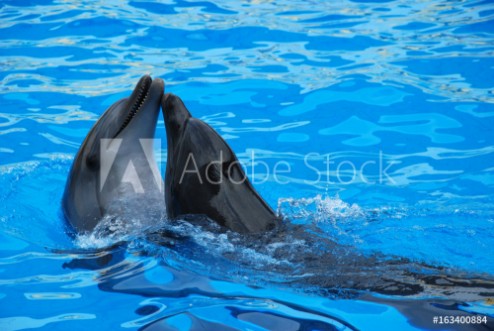 Bild på Two dolphins playing in the water